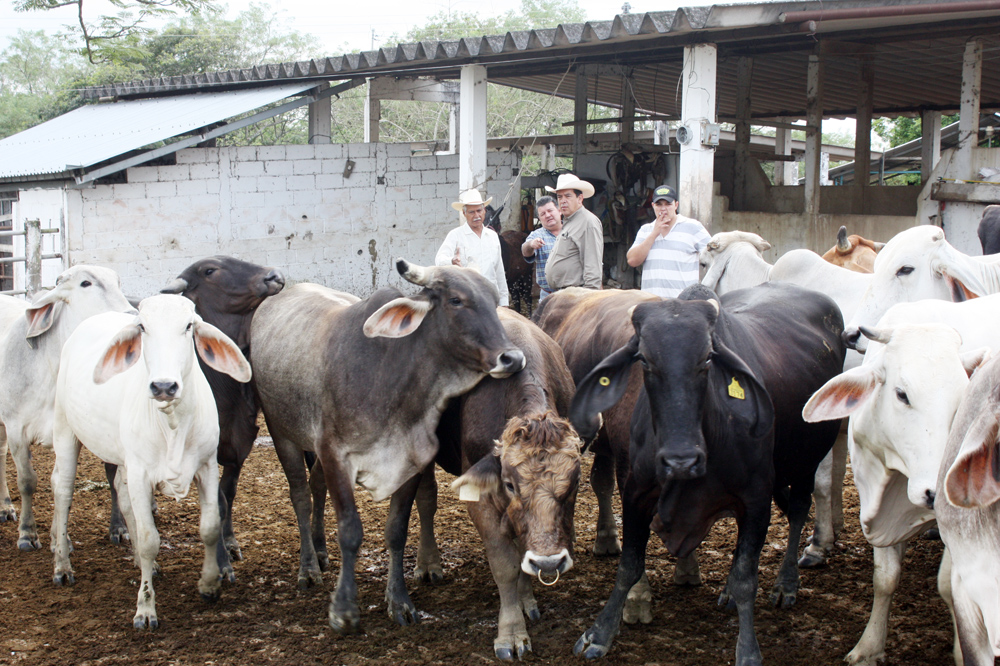 Solo 41 proyectos de 100 aprobó Sagarpa para productores de ganado de la Cuenca
