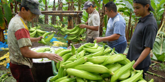 Denuncian productores tuxtepecanos exigencia de “diezmo”  del Consejo Productor de Plátano Macho