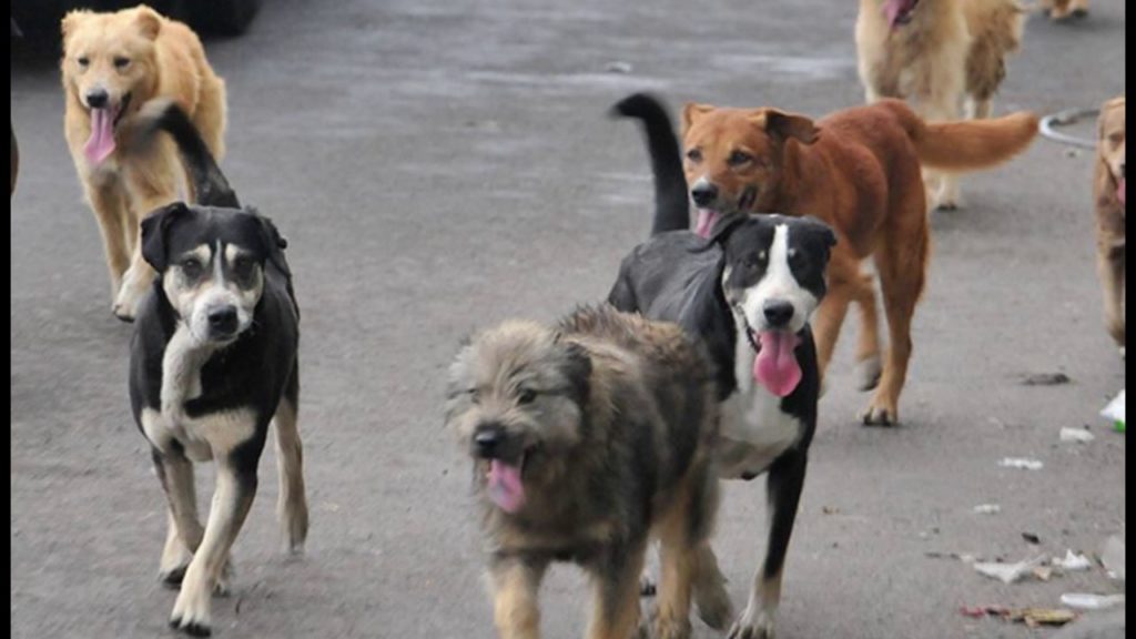 Aumentó envenamiento de mascotas en Tuxtepec reportó ONG