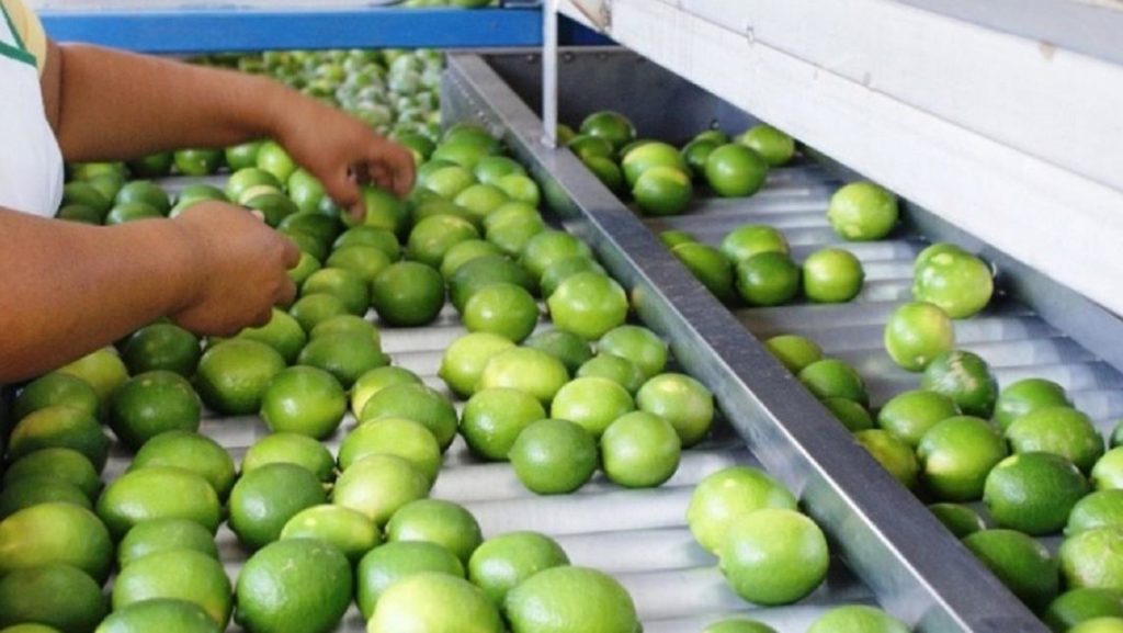 Altas temperaturas y sequía acaban con 75% de producción del limón de Tuxtepec