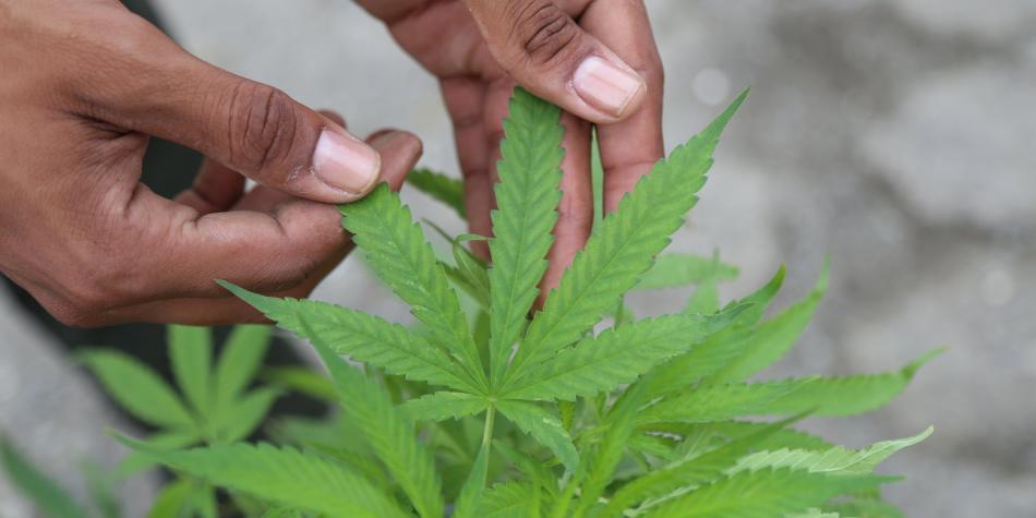 Congreso oaxaqueño ampliará debate sobre regulación del cannabis