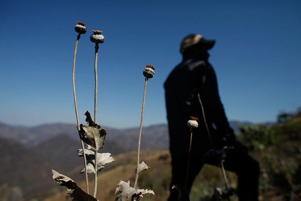 Grupos del crimen organizado obligan a indígenas oaxaqueños a cultivar y cosechar droga, reveló informe de CNDH