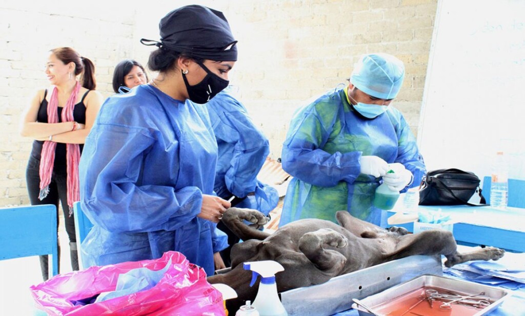 Ofrecerá Ayuntamiento de Oaxaca servicio de esterilización animal los días 25 y 26 de agosto