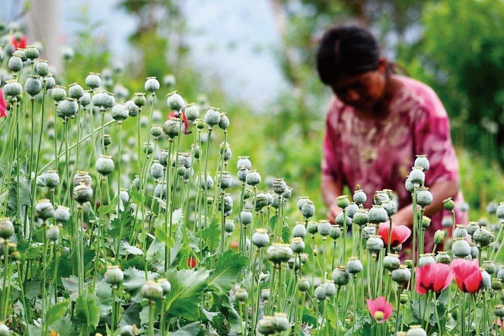 Durante 2021 aumentó narcomenudeo y decomiso de marihuana, cocaína y amapola en Oaxaca, reveló CNSPE