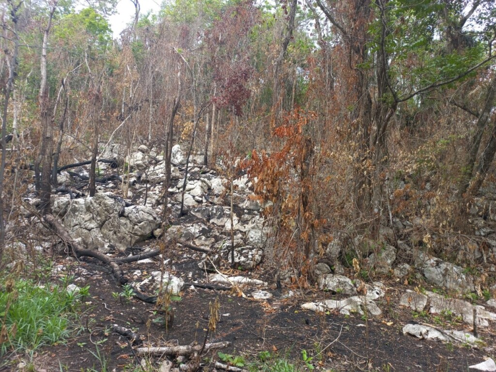 Reforesta gobierno de Tuxtepec el área siniestrada “ El Polvorín” y “Cerro Boludo”